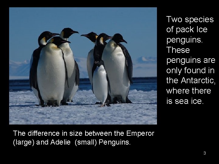 Two species of pack Ice penguins. These penguins are only found in the Antarctic,