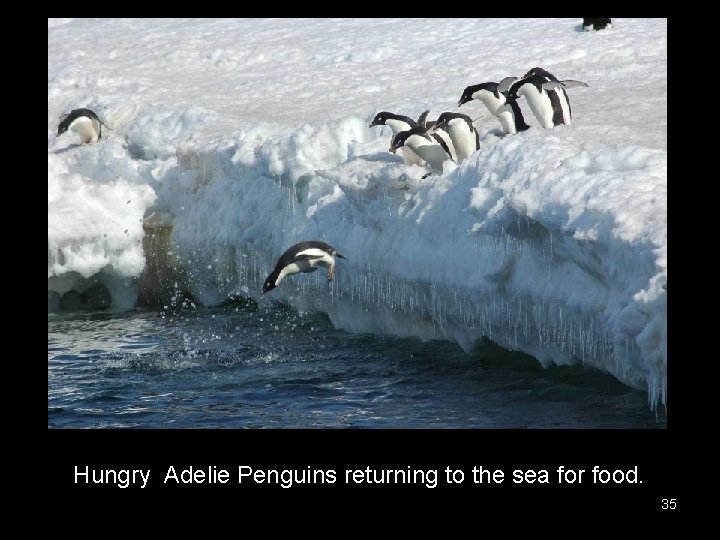 Hungry Adelie Penguins returning to the sea for food. 35 