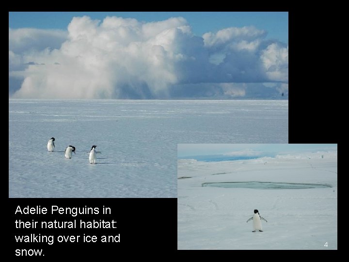 Adelie Penguins in their natural habitat: walking over ice and snow. 4 