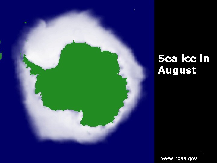 Sea ice in August 7 www. noaa. gov 