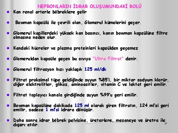 NEFRONLARIN İDRAR OLUŞUMUNDAKİ ROLÜ l Kan renal arterle böbreklere gelir l Bowman kapsülü ile