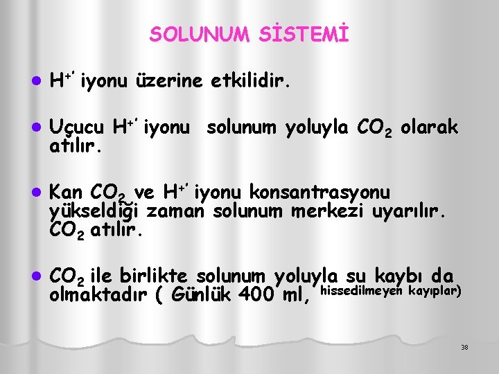 SOLUNUM SİSTEMİ l H+’ iyonu üzerine etkilidir. l Uçucu H+’ iyonu solunum yoluyla CO