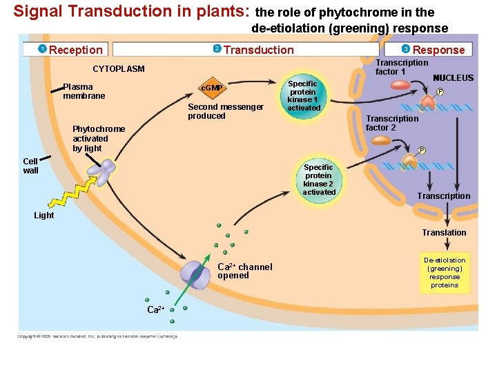 Signal Transduction in plants: the role of phytochrome in the de-etiolation (greening) response 1