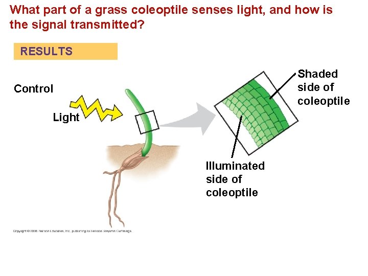 What part of a grass coleoptile senses light, and how is the signal transmitted?