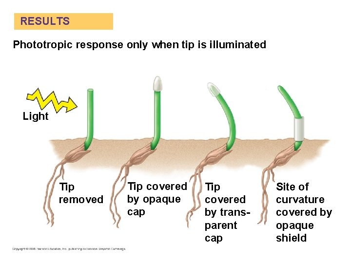 RESULTS Phototropic response only when tip is illuminated Light Tip removed Tip covered by