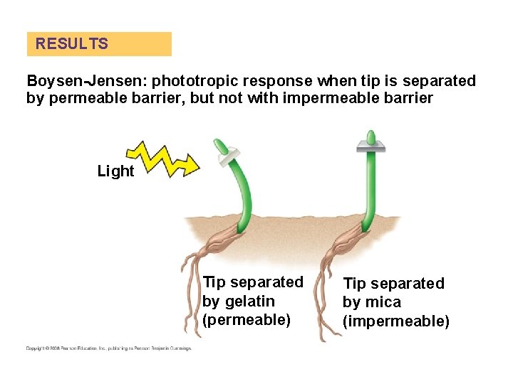 RESULTS Boysen-Jensen: phototropic response when tip is separated by permeable barrier, but not with