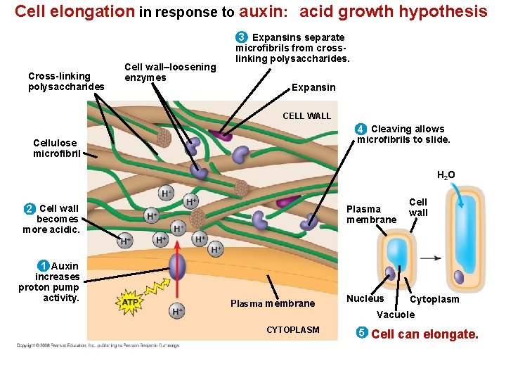Cell elongation in response to auxin: acid growth hypothesis 3 Expansins separate Cross-linking polysaccharides