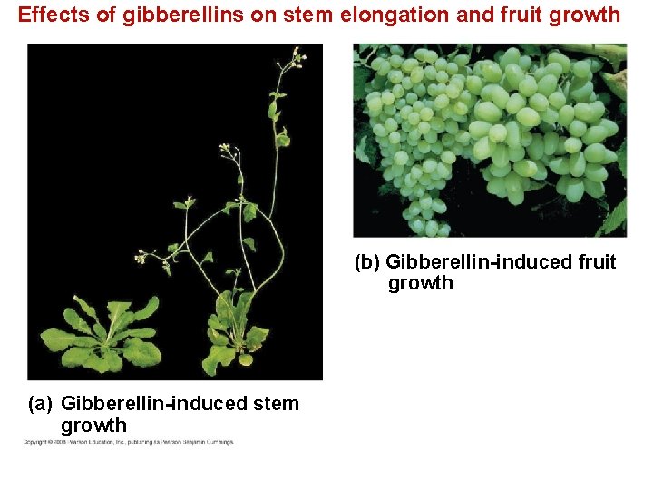 Effects of gibberellins on stem elongation and fruit growth (b) Gibberellin-induced fruit growth (a)