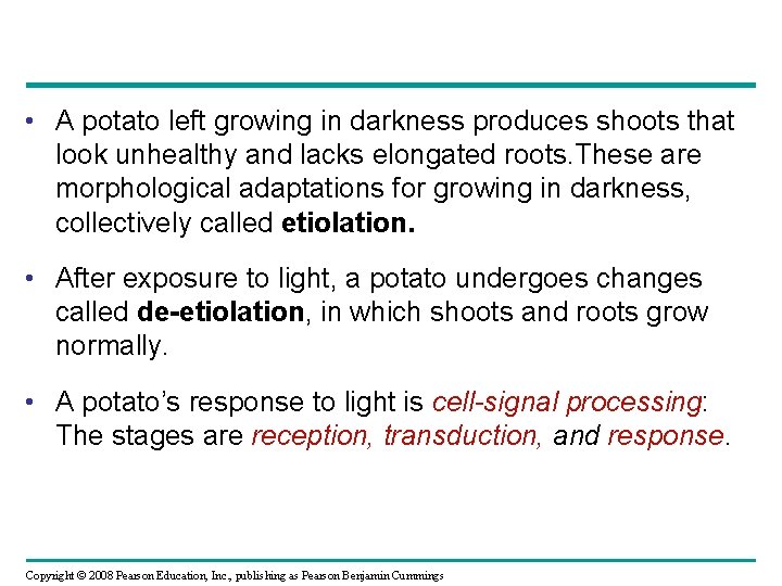  • A potato left growing in darkness produces shoots that look unhealthy and