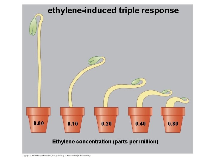ethylene-induced triple response 0. 00 0. 10 0. 20 0. 40 Ethylene concentration (parts