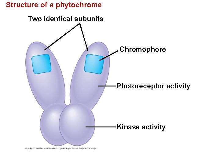 Structure of a phytochrome Two identical subunits Chromophore Photoreceptor activity Kinase activity 