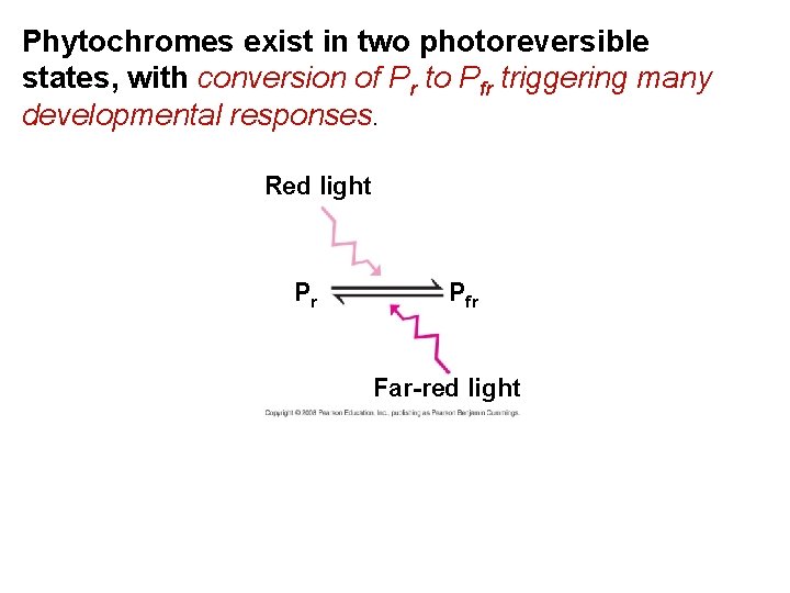 Phytochromes exist in two photoreversible states, with conversion of Pr to Pfr triggering many