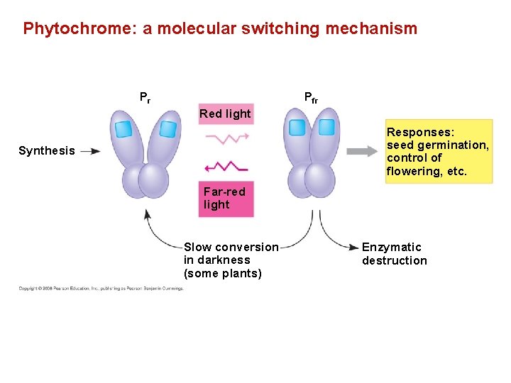 Phytochrome: a molecular switching mechanism Pfr Pr Red light Responses: seed germination, control of
