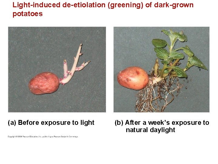 Light-induced de-etiolation (greening) of dark-grown potatoes (a) Before exposure to light (b) After a