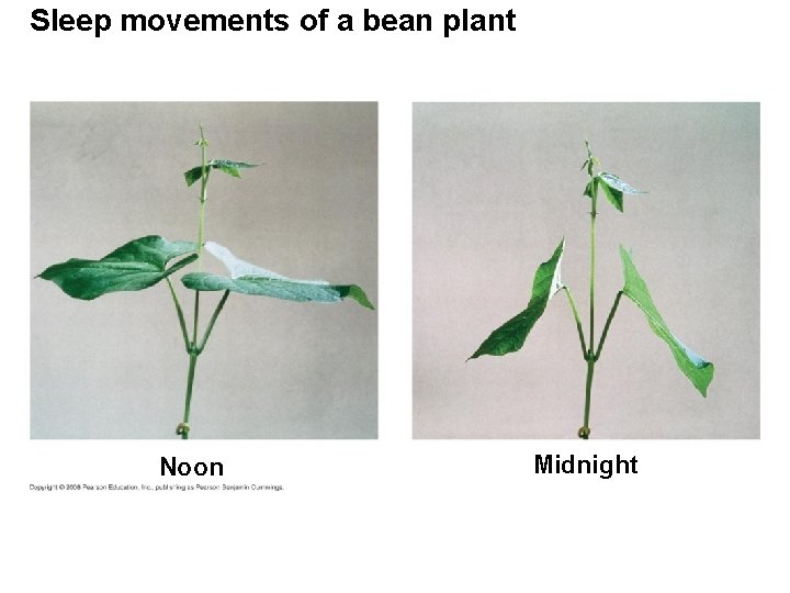 Sleep movements of a bean plant Noon Midnight 