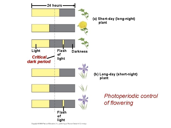 24 hours (a) Short-day (long-night) plant Light Critical dark period Flash of light Darkness