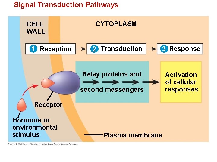 Signal Transduction Pathways CELL WALL 1 Reception CYTOPLASM 2 Transduction Relay proteins and second