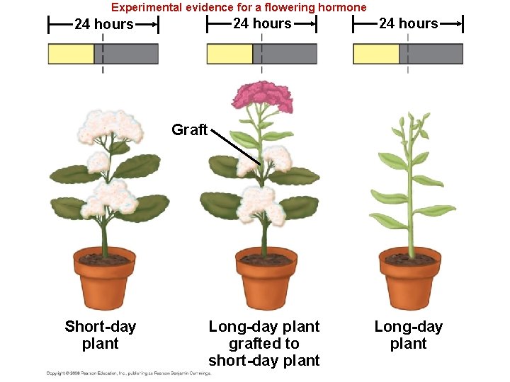 Experimental evidence for a flowering hormone 24 hours Long-day plant grafted to short-day plant