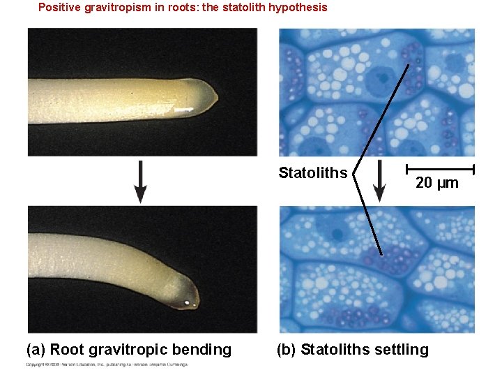 Positive gravitropism in roots: the statolith hypothesis Statoliths (a) Root gravitropic bending 20 µm