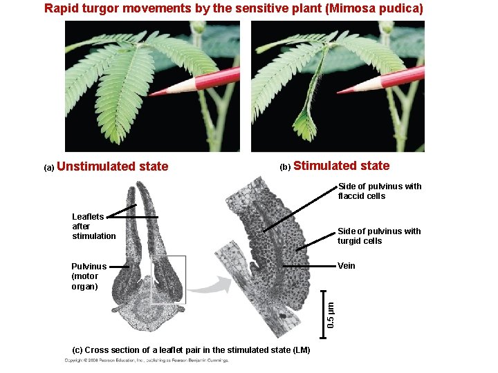 Rapid turgor movements by the sensitive plant (Mimosa pudica) (a) Unstimulated state (b) Stimulated
