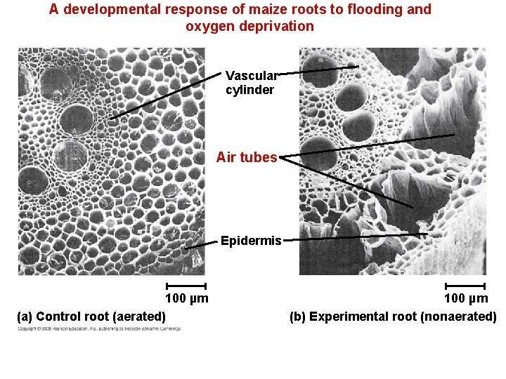 A developmental response of maize roots to flooding and oxygen deprivation Vascular cylinder Air