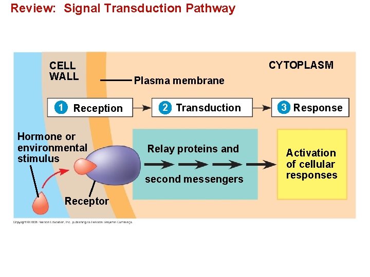 Review: Signal Transduction Pathway CELL WALL 1 Reception Hormone or environmental stimulus CYTOPLASM Plasma