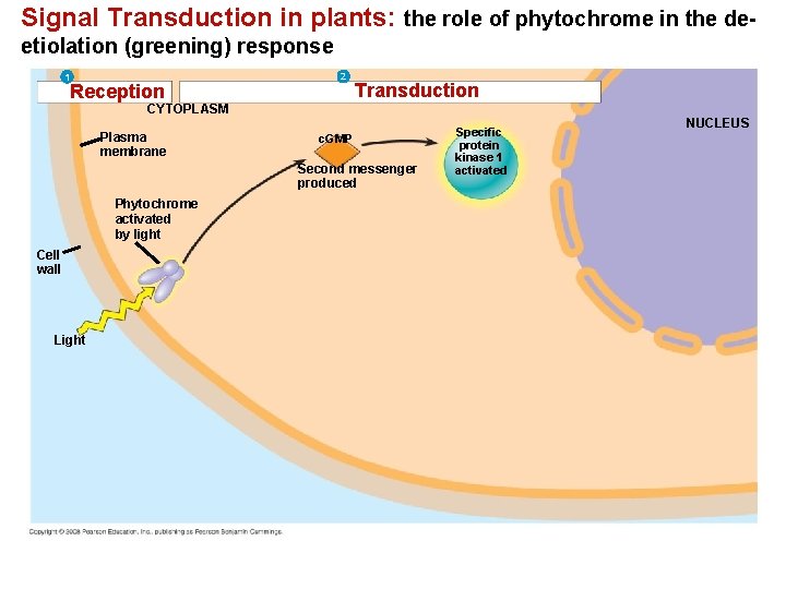 Signal Transduction in plants: the role of phytochrome in the deetiolation (greening) response 1