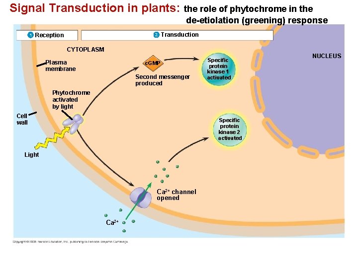 Signal Transduction in plants: the role of phytochrome in the de-etiolation (greening) response 1