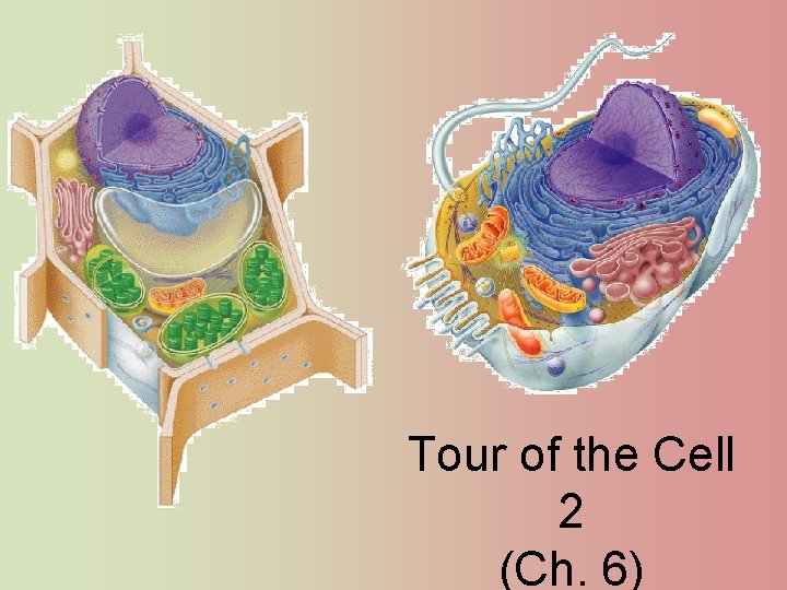 Tour of the Cell 2 (Ch. 6) 