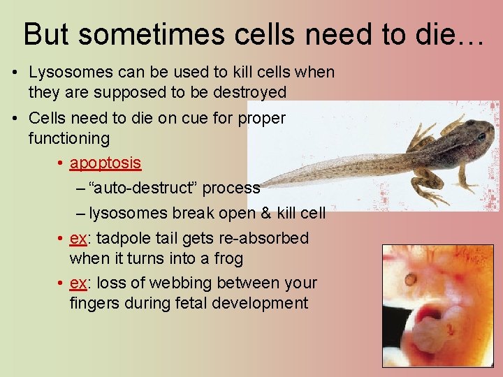 But sometimes cells need to die… • Lysosomes can be used to kill cells