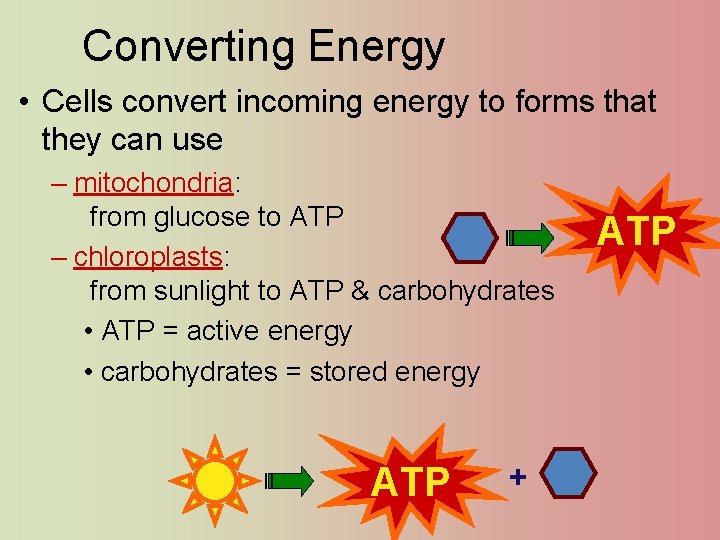 Converting Energy • Cells convert incoming energy to forms that they can use –