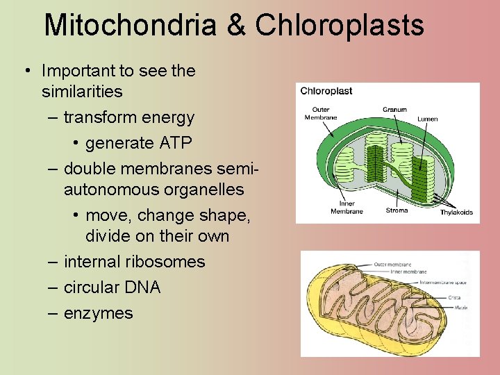 Mitochondria & Chloroplasts • Important to see the similarities – transform energy • generate