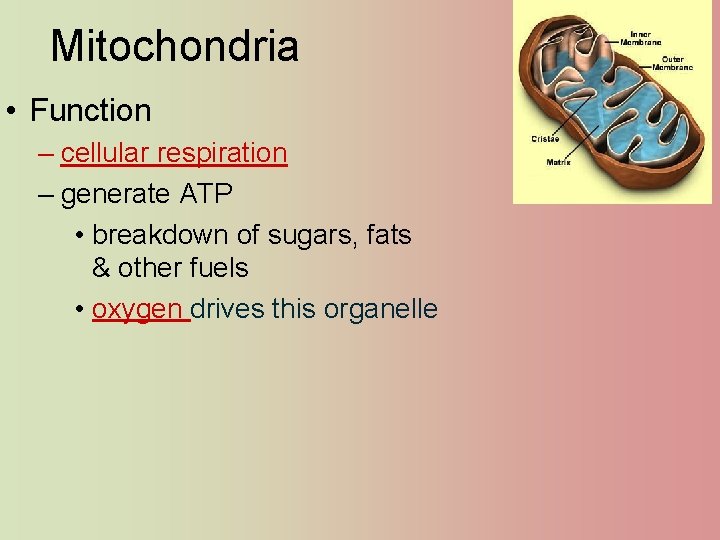 Mitochondria • Function – cellular respiration – generate ATP • breakdown of sugars, fats