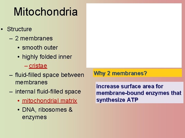 Mitochondria • Structure – 2 membranes • smooth outer • highly folded inner –