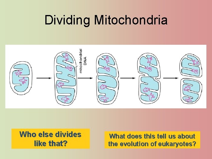 Dividing Mitochondria Who else divides like that? What does this tell us about the