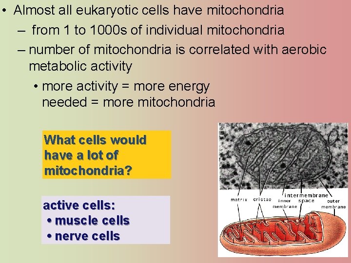  • Almost all eukaryotic cells have mitochondria – from 1 to 1000 s