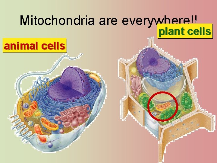 Mitochondria are everywhere!! plant cells animal cells 