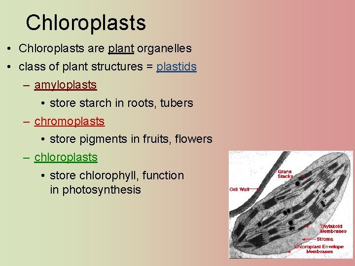 Chloroplasts • Chloroplasts are plant organelles • class of plant structures = plastids –