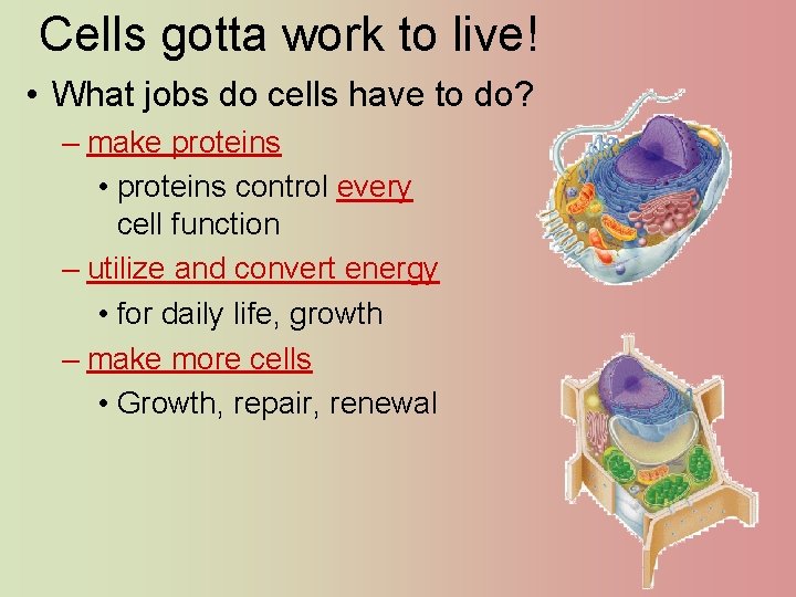 Cells gotta work to live! • What jobs do cells have to do? –