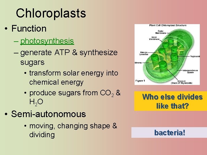 Chloroplasts • Function – photosynthesis – generate ATP & synthesize sugars • transform solar