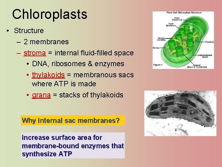 Chloroplasts • Structure – 2 membranes – stroma = internal fluid-filled space • DNA,