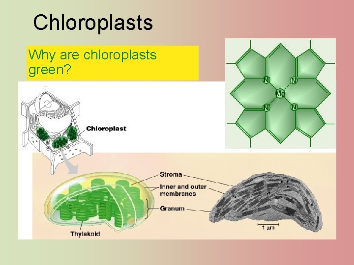 Chloroplasts Why are chloroplasts green? 