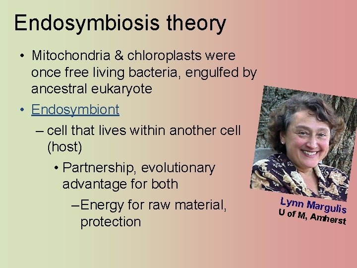 Endosymbiosis theory • Mitochondria & chloroplasts were once free living bacteria, engulfed by ancestral