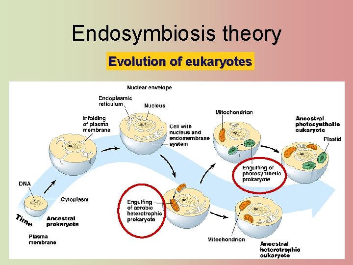 Endosymbiosis theory Evolution of eukaryotes 