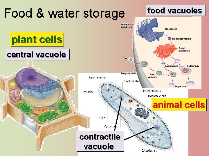 Food & water storage food vacuoles plant cells central vacuole animal cells contractile vacuole