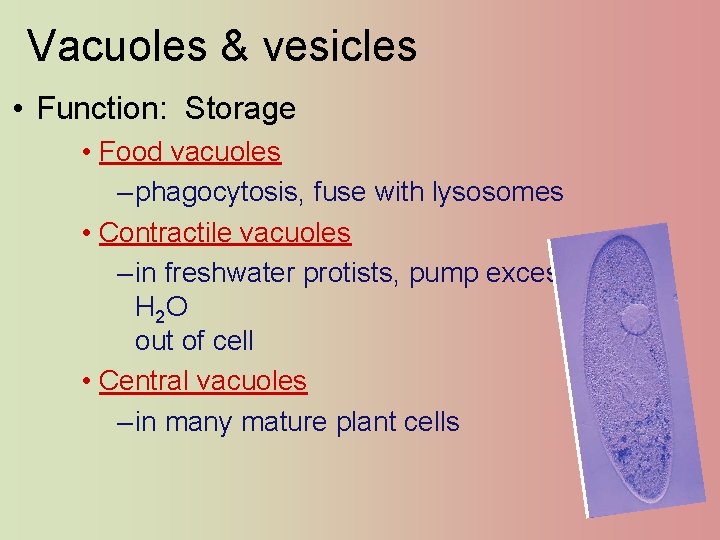 Vacuoles & vesicles • Function: Storage • Food vacuoles – phagocytosis, fuse with lysosomes