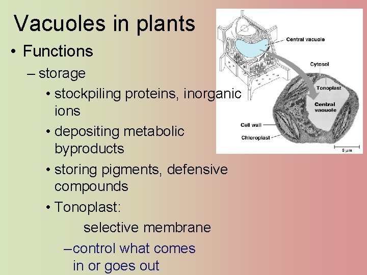 Vacuoles in plants • Functions – storage • stockpiling proteins, inorganic ions • depositing