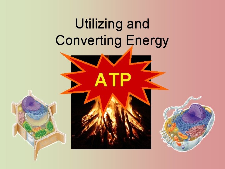 Utilizing and Converting Energy ATP 