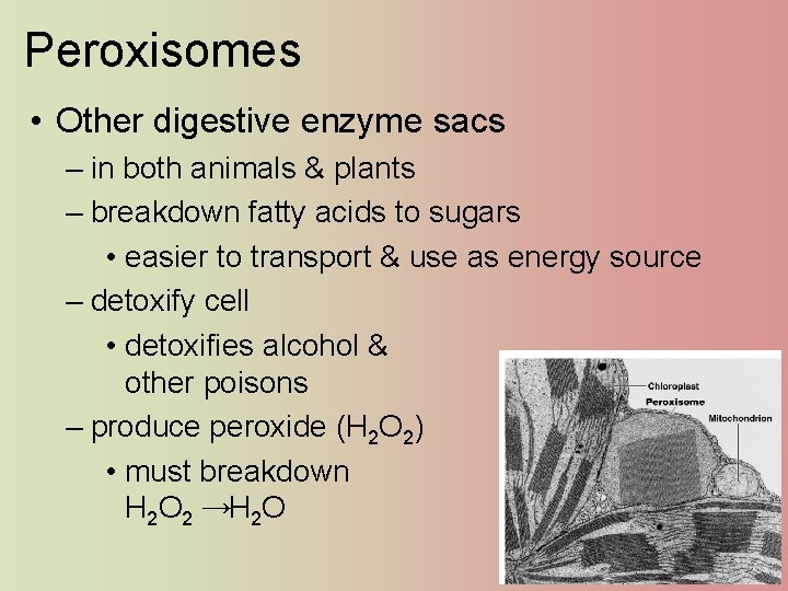 Peroxisomes • Other digestive enzyme sacs – in both animals & plants – breakdown