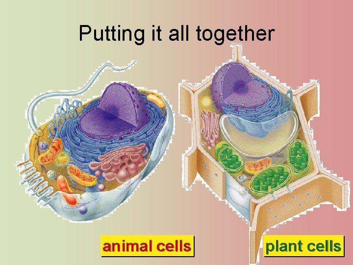 Putting it all together animal cells plant cells 